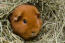 Un magnifique petit cochon d'inde en peluche rouge assis dans sa litière