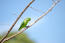 A Blue Winged Parrotlet's wonderful green feather pattern