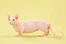 En bambino-katt med stubbiga ben och en lång rosa svans.