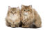 Zwei britische langhaar-kätzchen sitzen nebeneinander