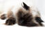 En sömnig himalayan persian katt