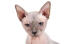 Un chat sphynx avec de grandes oreilles