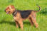 En frisk, ung vuxen airedale terrier som visar upp sin trådiga päls