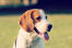 En frisk, ung beaglevalp med vackra stora öron