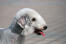 En närbild av en bedlington terriers vackra vita hår och spetsiga nos.