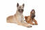 En ung och en vuxen belgisk herdehund (laekenois) som ligger bredvid varandra