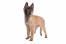 A GorGeous belgisk herdehund (tervueren) valp