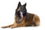 En stilig belgisk herdehund (tervueren) som ligger ner