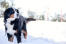 Ein ausgewachsener berner sennenhund, der sich im freien bewegt Snow
