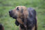 En underbar vuxen blodhund med tjock och frisk päls