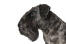 En närbild av en cesky terrier underbart snyggt skägg