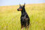 A Doberman Pinscher sitting very tall, showing off it's incredible dark coat