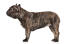 Eine gesunde französische bulldogge mit einem schönen dichten, kurzen fell