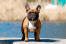 Een gezonde volwassen franse bulldog met een kort, gedrongen lichaam en rechtopstaande oren