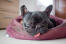 Eine sehr müde französische bulldogge, die sich in ihrem bett ausruht