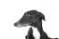 A portrait of a striking, black Greyhound