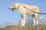 Un grand, gros chien-loup irlandais avec un magnifique poil blanc et filiforme