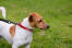 En frisk, ung, vuxen jack russell terrier med en vacker, mjuk, kort päls