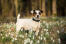 En underbar jack russell terrier som står högt och visar upp sin vackra, korta kropp.