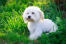 A wonderful, little Maltese puppy with a soft white coat and brown beard