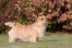 En vacker liten norwich terrier som visar upp sina underbara korta ben och långa kropp.
