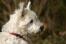En härlig liten norwich terrier med tjock vit päls och spetsiga öron