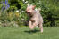 En frisk vuxen utterhund som springer över gräset.