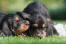Zwei wunderbare kleine otterhound-welpen, die auf der wiese spielen