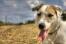 En parson russell terriers underbara slappa öron och korta, trådiga nos.