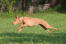 En frisk kvinnlig faraohund som springer i full fart.