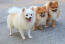 Three lovely Pomeranians, each with big, bushy tails and beautiful pointed ears