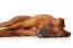A beautiful, young Rhodesian Ridgeback puppy spreading out across the floor