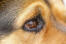 En närbild av en rottweilers underbara öga
