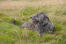 En vacker, trådklädd skotsk deerhound som ligger i gräset