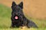 Un beau scottish terrier noir avec une grande barbe de broussailles