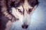 Gros plan sur les beaux grands yeux d'un husky sibérien