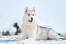 Un husky sibérien adulte en bonne santé avec un incroyable pelage blanc et épais