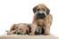 Drie prachtige, kleine zachtharige wheaten terriers die elkaars warmte delen