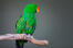 A Eclectus Parrot's beautiful green and blue wing feathers