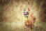 Ein glücklicher belgischer schäferhund (malinois) auf einem spaziergang mit einem spielzeug