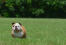 Een lieve volwassen engelse bulldog genietend van wat beweging op het gras