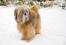 Un terrier tibétain avec une belle et longue frange jouant dans la Snow