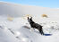 En vacker, liten boston terrier som njuter av lite motion i Snow
