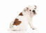 Een jonge engelse bulldog pup met een mooie, wit met bruine vacht