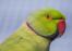 A close up of a Rose Ringed Parakeet beautiful, little eyes