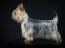 En silkeslen terrier med en underbar, lång och mjuk päls