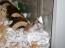 Hamster dans le bac à litière par les doyens