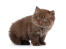 En liten fluffball brittisk långhårig kattunge