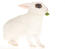 En härlig vit hotot kanin med otroligt blå öGon