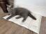 Un chat se reposant sur un tapis réfrigérant.
